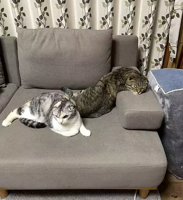 「ソファでくつろぐ『後ろの猫』に目をやると？　まさかの寝姿に「二度見した」」の画像