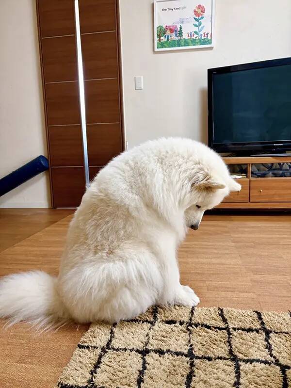 飼い主「雨だからドッグラン中止」　サモエドのリアクションに「ごめん笑った」「中に人間がいるのでは？」