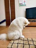 「飼い主「雨だからドッグラン中止」　サモエドのリアクションに「ごめん笑った」「中に人間がいるのでは？」」の画像2