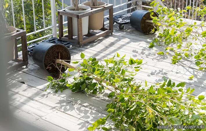 「意外と油断しがちなのは…」　ガーデニング会社が注意を呼びかけ【強風対策】