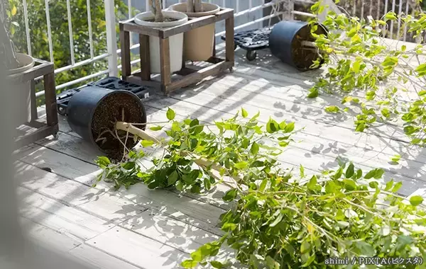 「「意外と油断しがちなのは…」　ガーデニング会社が注意を呼びかけ【強風対策】」の画像