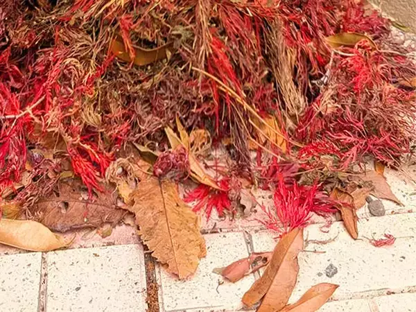 庭の落ち葉で作った『カルシファー』　そのクオリティの高さに「天才」の声！