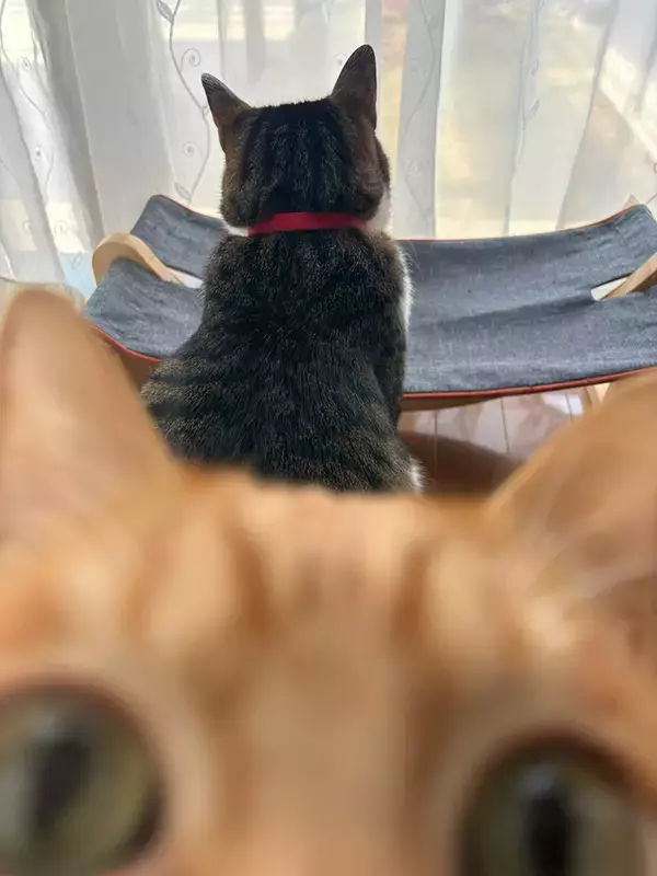「愛猫の後ろ姿を撮影、すると？　「声出た」「心臓が止まりそう」」の画像