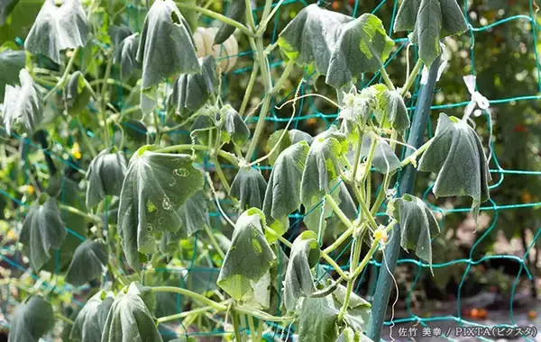 「夏の水やり、『こまめにやる』『2回目たっぷり』←どっちがいい？　家庭菜園のプロに聞いた」の画像
