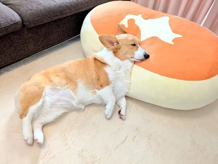 「本州みたい！」と37万いいね！　コーギーの『奇跡の寝相』に「笑った」