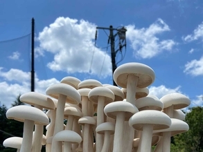 男性が手に持つシメジ　二度見するビジュアル「笑った」「初めて見た」