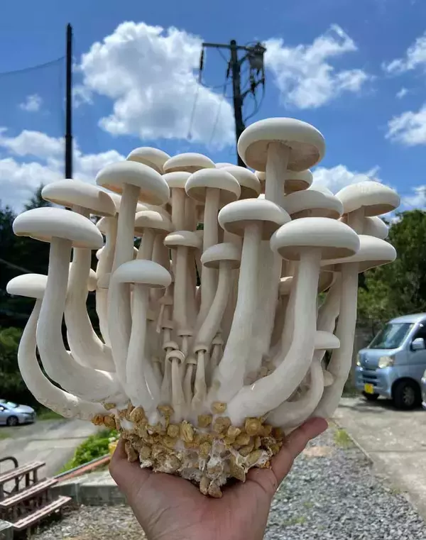 「男性が手に持つシメジ　二度見するビジュアル「笑った」「初めて見た」」の画像