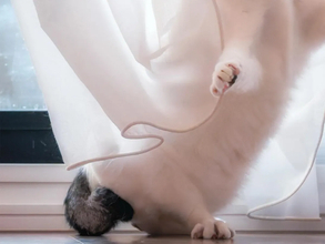 神々しい…！　「天女の舞」といわれた美しい猫に5万『いいね！』