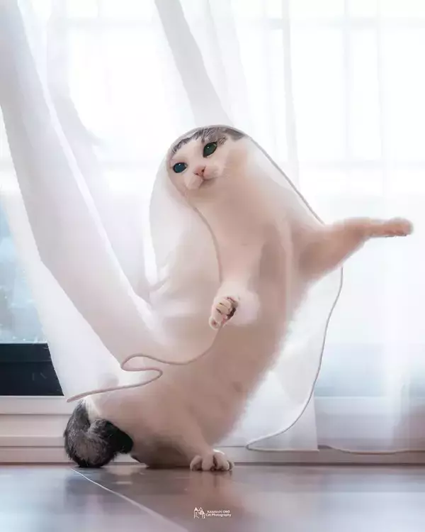 「神々しい…！　「天女の舞」といわれた美しい猫に5万『いいね！』」の画像