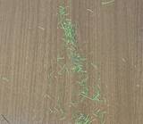 「ダイソーの『人工芝』　庭で使うではなく…？まさかの活用法に「買って損なし！」」の画像4