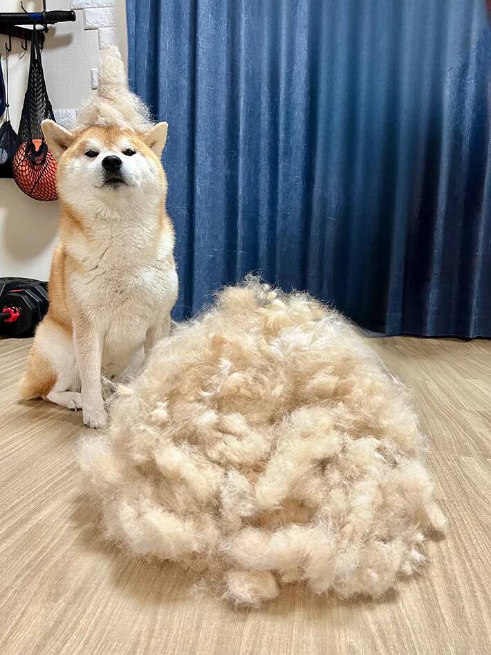 「今年は不作でした」　柴犬の『換毛期の収穫量』が話題　圧巻の1年分とは？