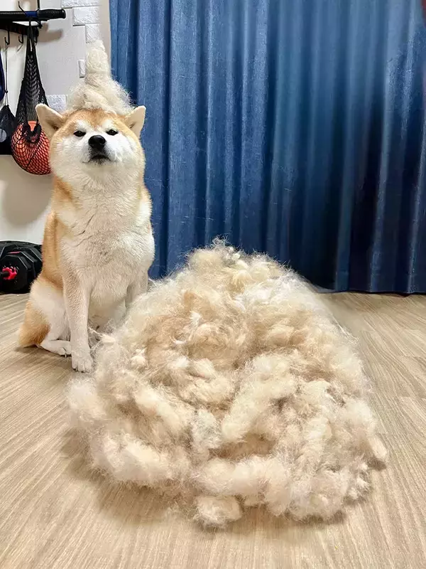 「「今年は不作でした」　柴犬の『換毛期の収穫量』が話題　圧巻の1年分とは？」の画像