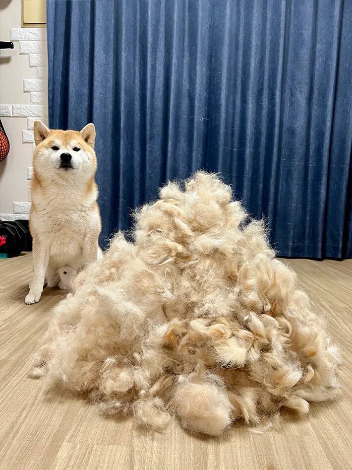 「今年は不作でした」　柴犬の『換毛期の収穫量』が話題　圧巻の1年分とは？