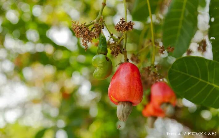 スーパーで買える身近な食材　まさかの『育ち方』に「そんな姿をしていたのか」「すごい見た目…」