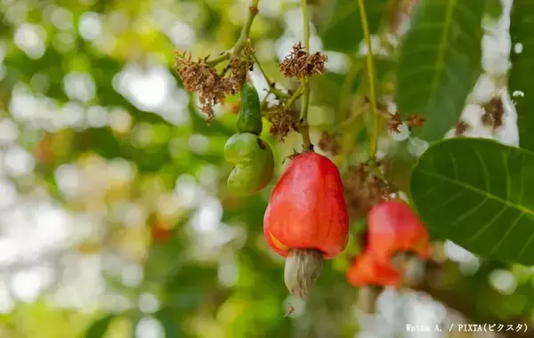 「スーパーで買える身近な食材　まさかの『育ち方』に「そんな姿をしていたのか」「すごい見た目…」」の画像