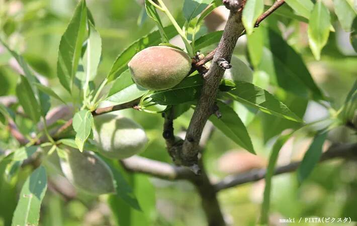 スーパーで買える身近な食材　まさかの『育ち方』に「そんな姿をしていたのか」「すごい見た目…」