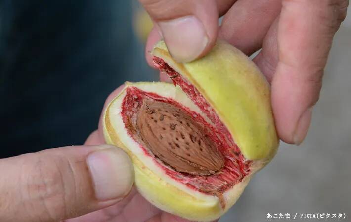 スーパーで買える身近な食材　まさかの『育ち方』に「そんな姿をしていたのか」「すごい見た目…」