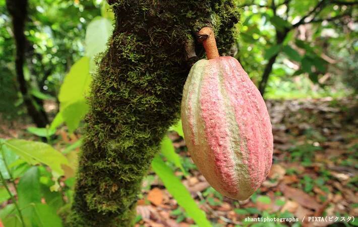 スーパーで買える身近な食材　まさかの『育ち方』に「そんな姿をしていたのか」「すごい見た目…」