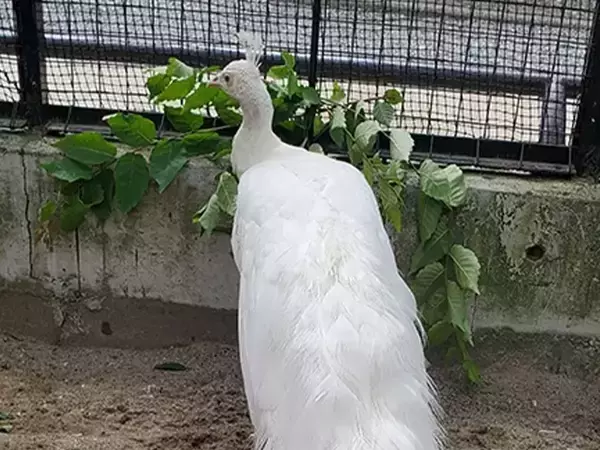 飼育員がエサをあげた後に…　おじいちゃんクジャクの驚きの変化に「初めて見た」