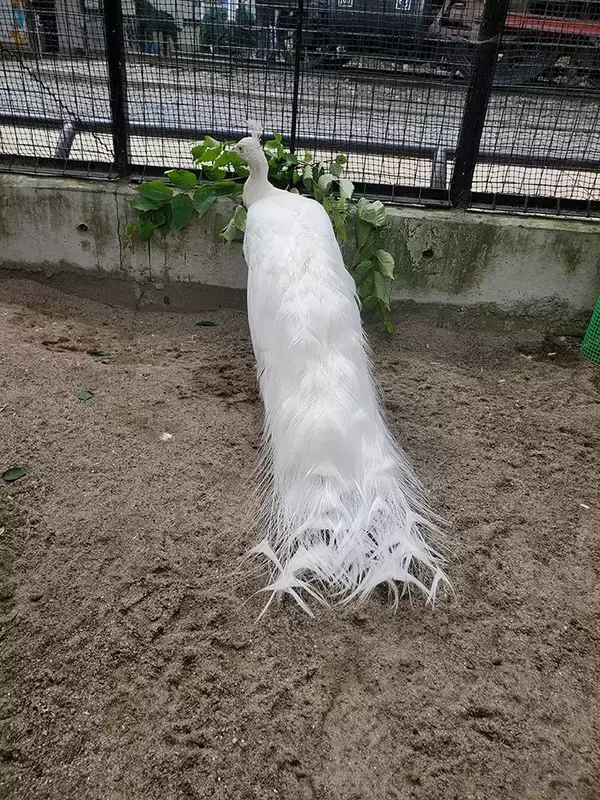 「飼育員がエサをあげた後に…　おじいちゃんクジャクの驚きの変化に「初めて見た」」の画像