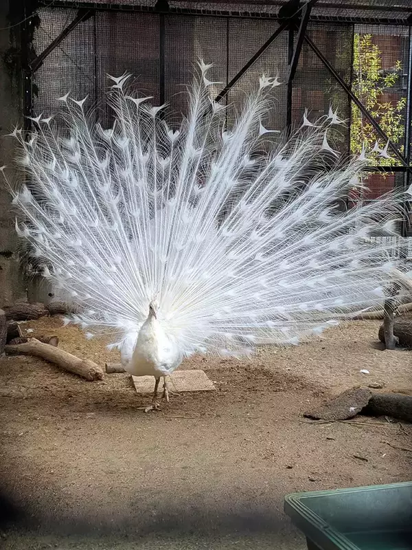 「飼育員がエサをあげた後に…　おじいちゃんクジャクの驚きの変化に「初めて見た」」の画像