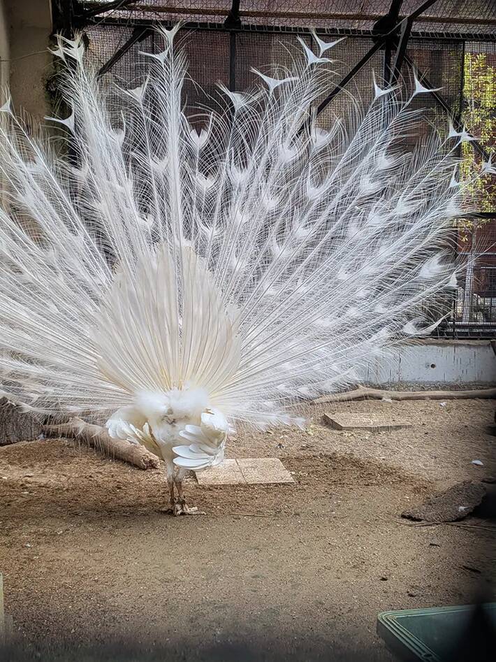 飼育員がエサをあげた後に…　おじいちゃんクジャクの驚きの変化に「初めて見た」