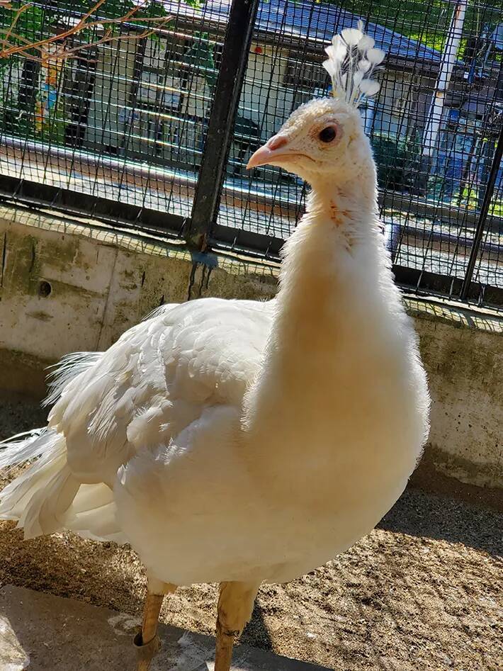 飼育員がエサをあげた後に…　おじいちゃんクジャクの驚きの変化に「初めて見た」