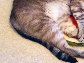 「なんか違う…」　クッションの使い方に「季節を感じてる？」