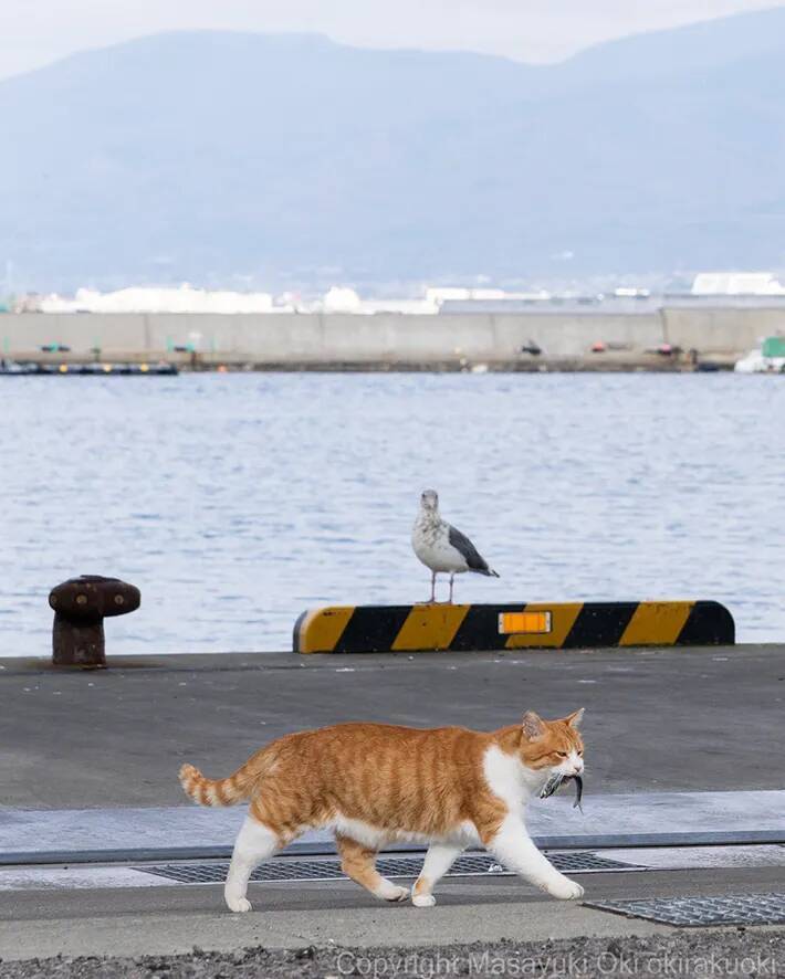 魚をくわえた野良猫　背後から見つめる動物が…？「明らかに狙ってる」