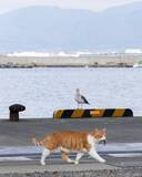 「魚をくわえた野良猫　背後から見つめる動物が…？「明らかに狙ってる」」の画像2