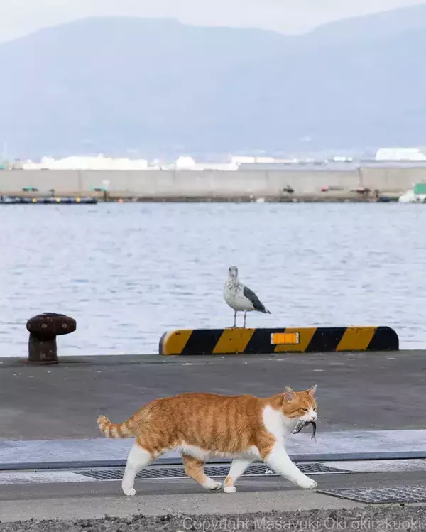 「魚をくわえた野良猫　背後から見つめる動物が…？「明らかに狙ってる」」の画像