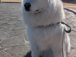 見た瞬間に拝みたくなる？　富士山を背に『天使』に見えたサモエド