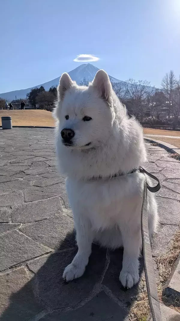 「見た瞬間に拝みたくなる？　富士山を背に『天使』に見えたサモエド」の画像