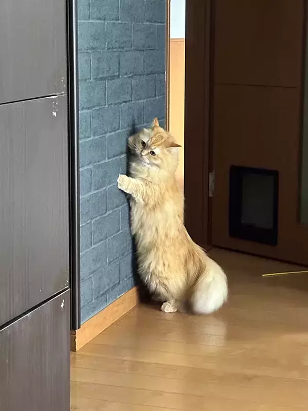 「飼い主に『推し活』する猫　行動に「まさにアイドルファン」「人間入ってる？」」の画像