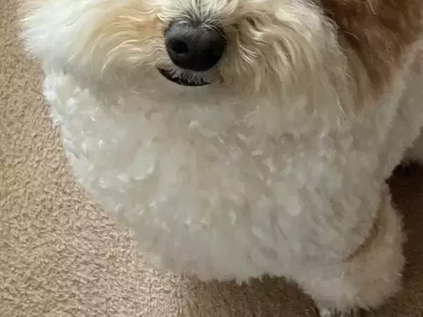 飼い主「なんか角ばってない？」　愛犬のイメチェンに「声出して笑った」