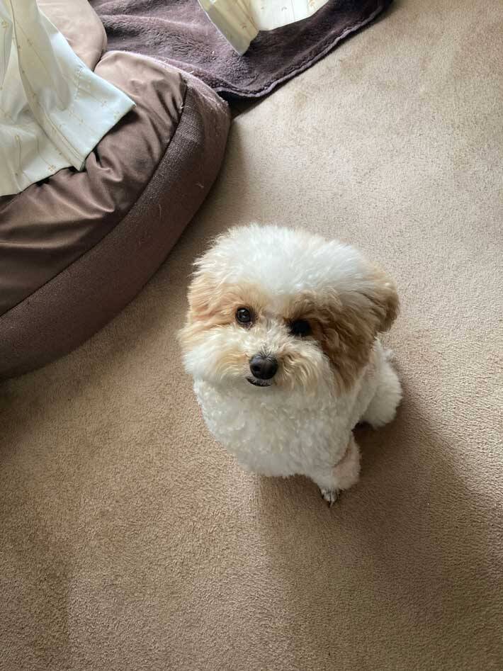 飼い主「なんか角ばってない？」　愛犬のイメチェンに「声出して笑った」