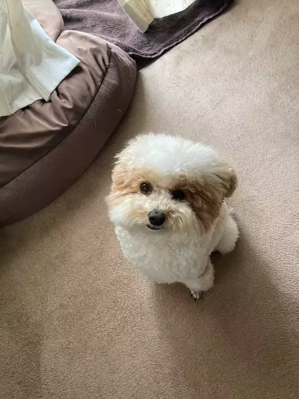 「飼い主「なんか角ばってない？」　愛犬のイメチェンに「声出して笑った」」の画像