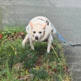 「散歩中の犬が見せたまさかのポーズに「強そう！」「笑いをこらえるのに必死！」」の画像2