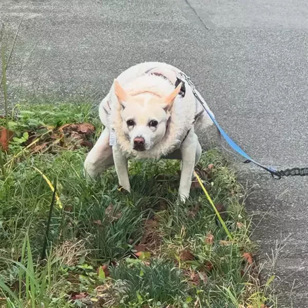 「散歩中の犬が見せたまさかのポーズに「強そう！」「笑いをこらえるのに必死！」」の画像