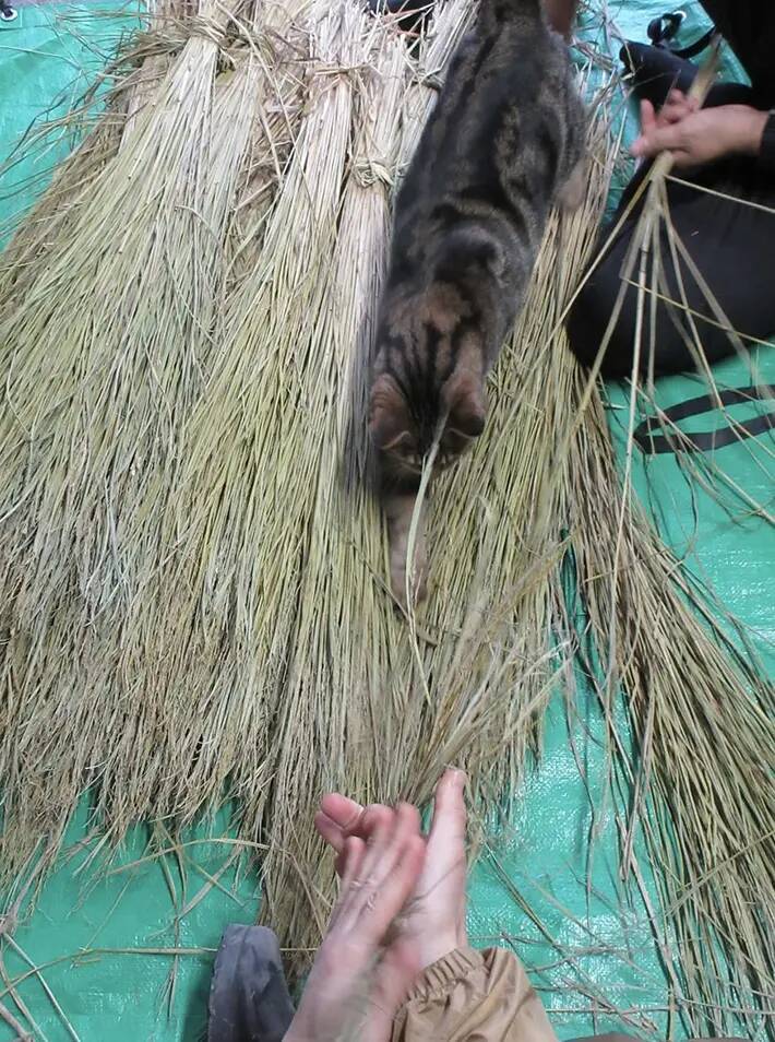 正月準備のお手伝い？　遠野郷八幡宮の『社務猫』の姿に「笑った」「ボーナスをあげて！」