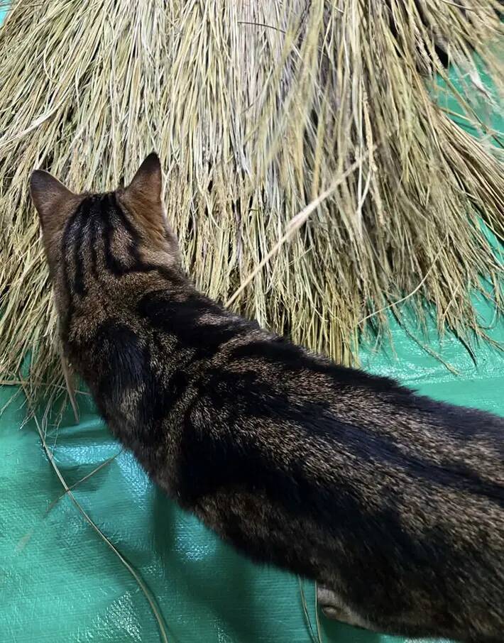 正月準備のお手伝い？　遠野郷八幡宮の『社務猫』の姿に「笑った」「ボーナスをあげて！」