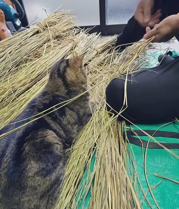 「正月準備のお手伝い？　遠野郷八幡宮の『社務猫』の姿に「笑った」「ボーナスをあげて！」」の画像