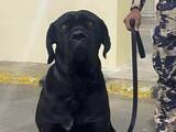 「国境で止められても諦めず…愛犬のため6200kmを走り抜いた男性たち」の画像1
