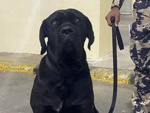 国境で止められても諦めず…愛犬のため6200kmを走り抜いた男性たち