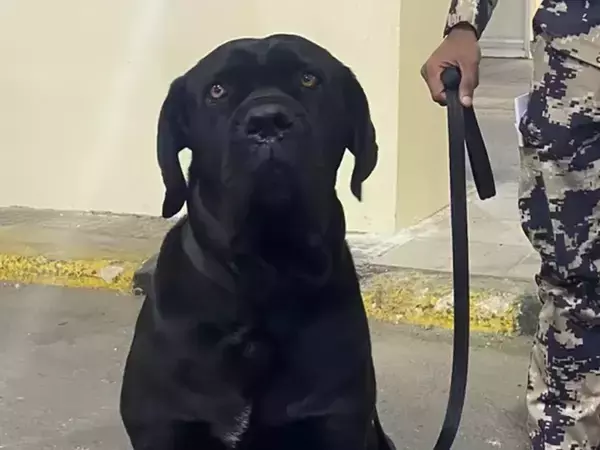 国境で止められても諦めず…愛犬のため6200kmを走り抜いた男性たち