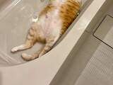「飼い主「なんでおんねん」　浴槽にいたのは…「さすがに笑った」「でっか！」」の画像1