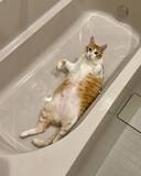 「飼い主「なんでおんねん」　浴槽にいたのは…「さすがに笑った」「でっか！」」の画像2