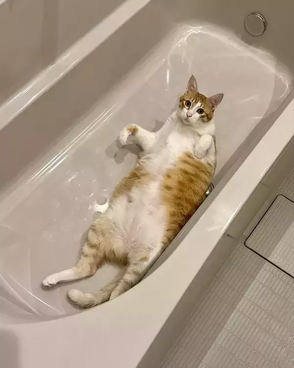 「飼い主「なんでおんねん」　浴槽にいたのは…「さすがに笑った」「でっか！」」の画像