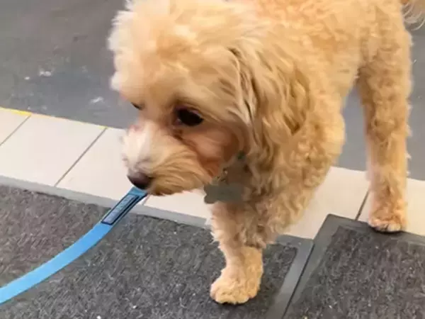 犬が片脚立ちでプルプル…　判明した原因に「笑いが止まらない！」