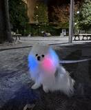 「ポメと散歩していた飼い主　カップルからかけられた言葉が？「疲れ吹き飛ぶわ」」の画像2